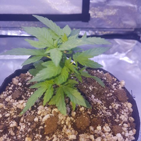 Merengue growlog timeline photo
