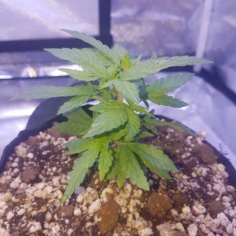Merengue growlog timeline photo