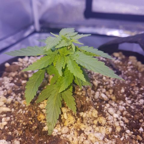 Mexicana 1 growlog timeline photo