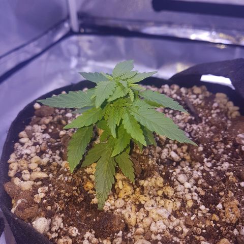 Mexicana 1 growlog timeline photo