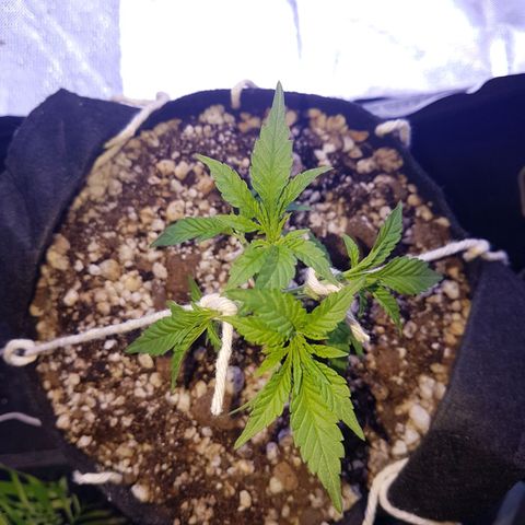 Merengue growlog photo: 2a desfoliação + início dos treinamento 