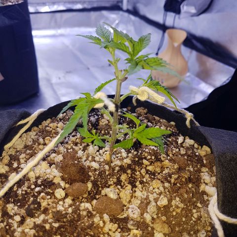 Merengue growlog photo: 2a desfoliação + início dos treinamento 