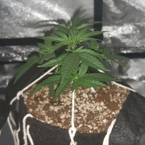 Mexicana 1 growlog timeline photo