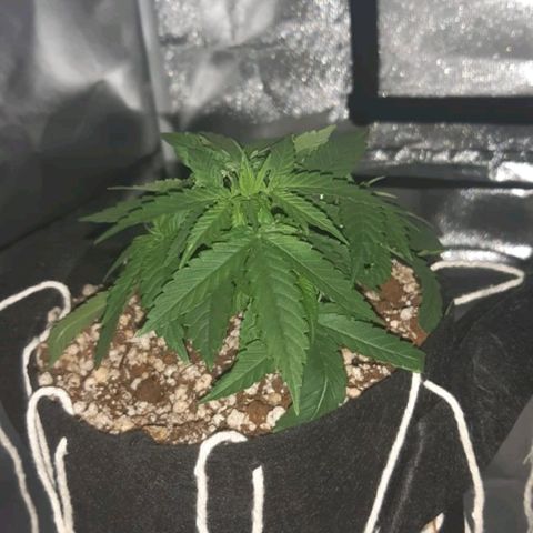 Mexicana 1 growlog timeline photo