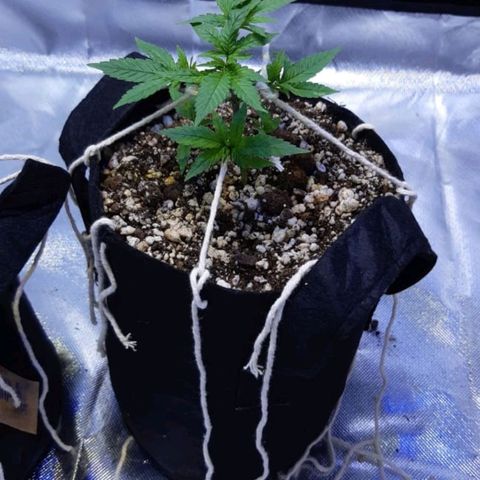 Merengue growlog timeline photo