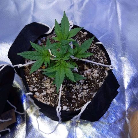Merengue growlog timeline photo