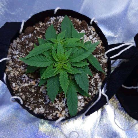 Mexicana 1 growlog timeline photo