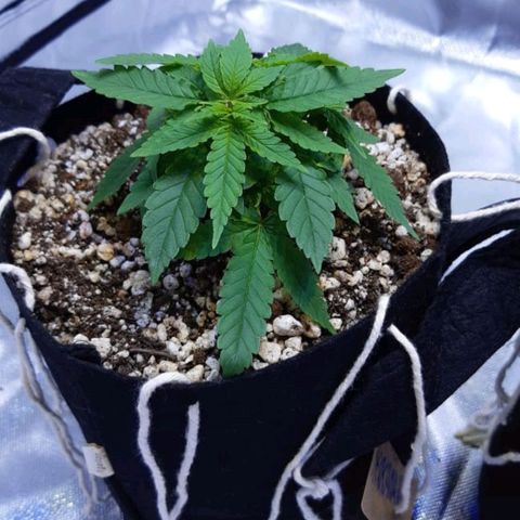 Mexicana 1 growlog timeline photo