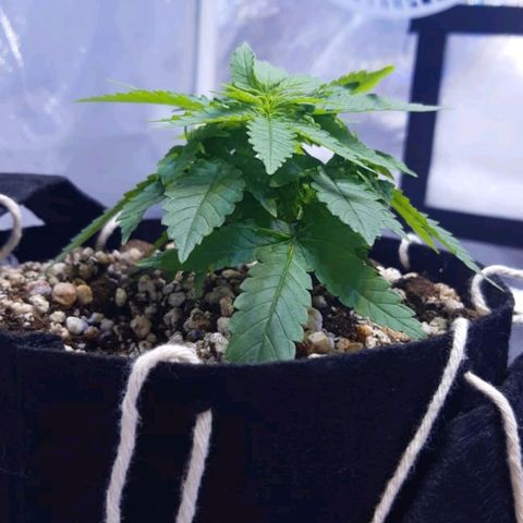 Mexicana 1 growlog timeline photo