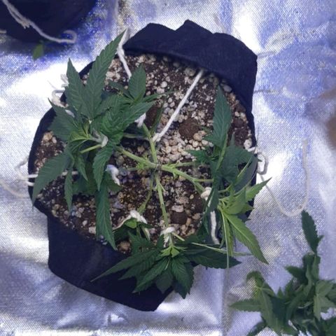 Merengue growlog photo: ajustes LST