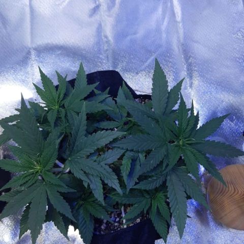 Merengue growlog timeline photo