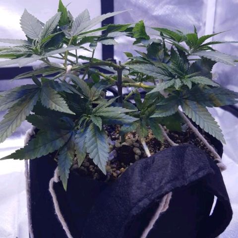 Merengue growlog timeline photo