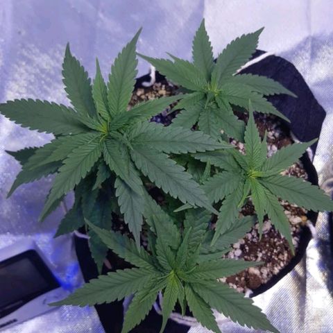 Mexicana 1 growlog timeline photo