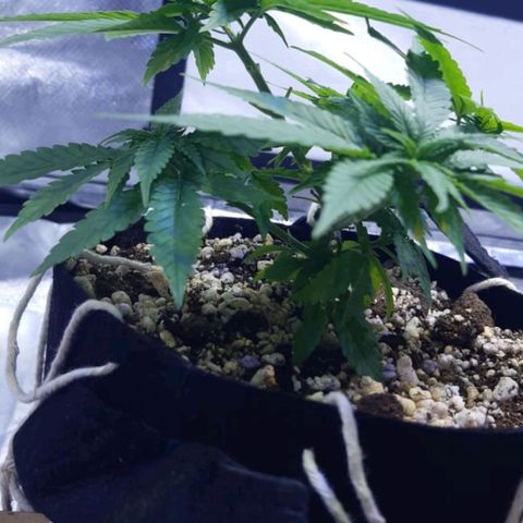 Mexicana 1 growlog timeline photo