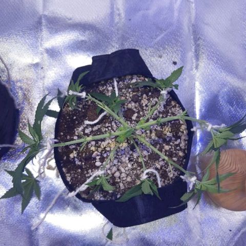 Merengue growlog timeline photo