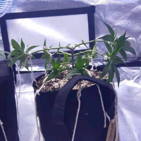 Merengue growlog timeline photo