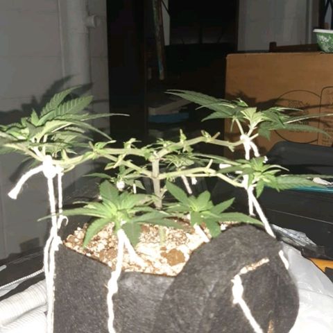 Merengue growlog timeline photo