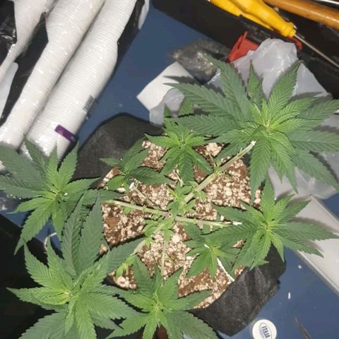 Merengue growlog timeline photo