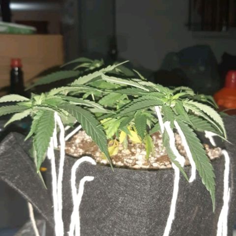 Mexicana 1 growlog timeline photo