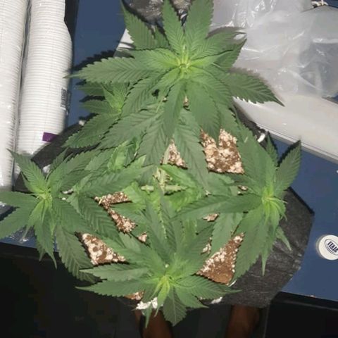 Mexicana 1 growlog timeline photo