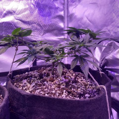 Merengue growlog timeline photo