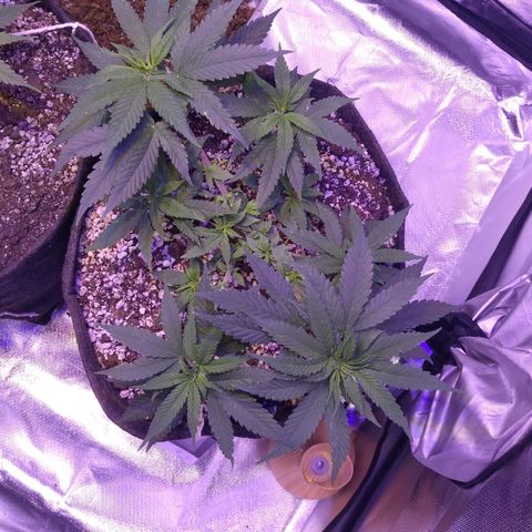 Merengue growlog timeline photo