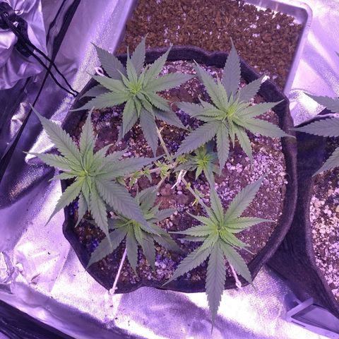Mexicana 1 growlog timeline photo