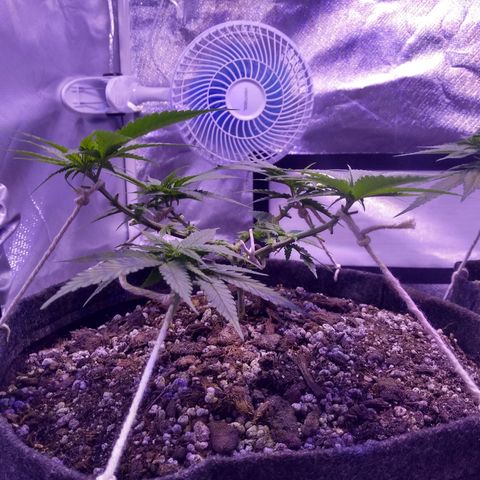 Mexicana 1 growlog timeline photo