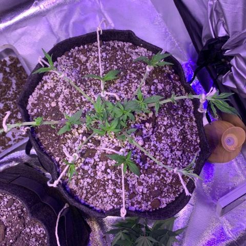 Merengue growlog timeline photo