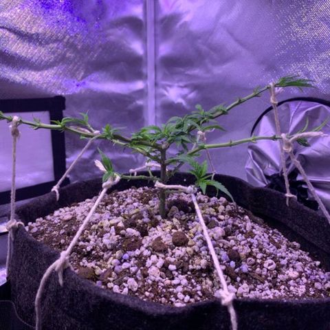 Merengue growlog timeline photo