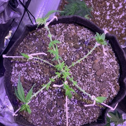 Mexicana 1 growlog timeline photo