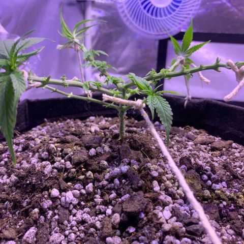 Mexicana 1 growlog timeline photo