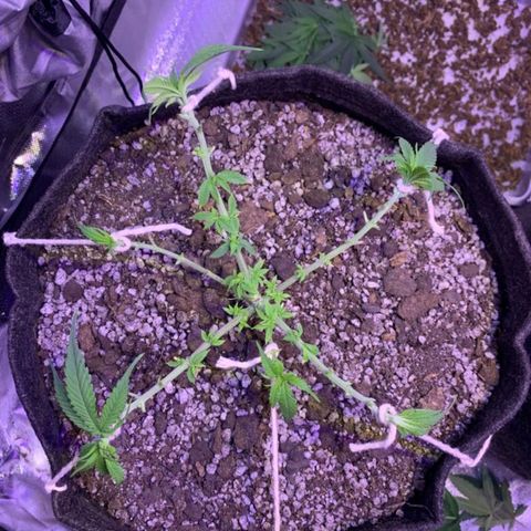 Mexicana 1 growlog timeline photo