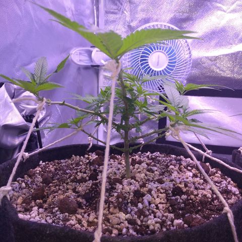 Merengue growlog timeline photo