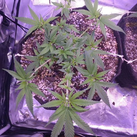 Merengue growlog timeline photo