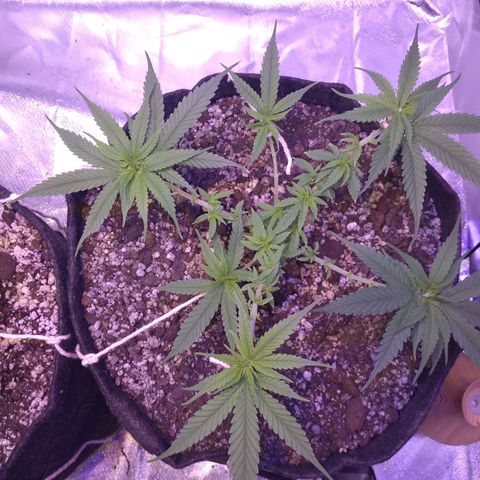 Mexicana 1 growlog timeline photo