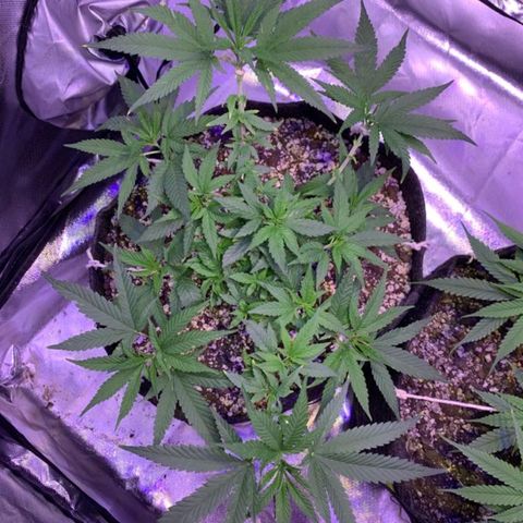 Merengue growlog timeline photo