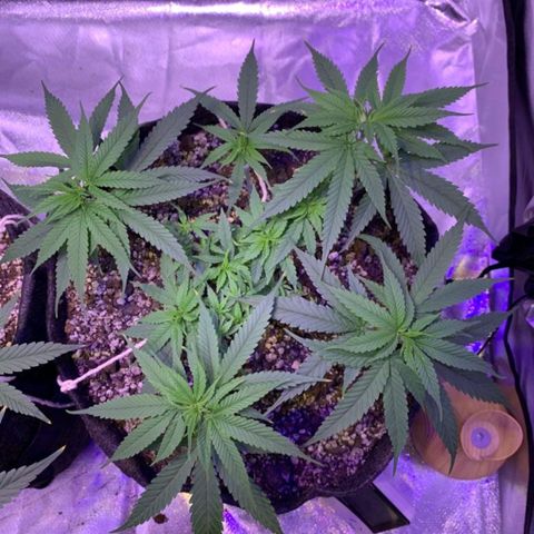 Mexicana 1 growlog timeline photo