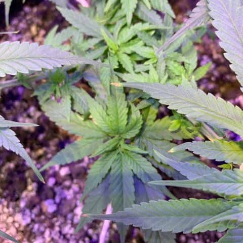 Mexicana 1 growlog photo: pontas queimadas (ainda não sei qual o motivo)