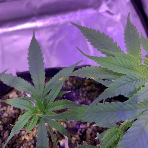 Mexicana 1 growlog photo: pontas queimadas (ainda não sei qual o motivo)