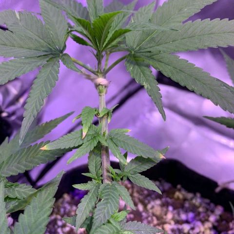 Mexicana 1 growlog photo: pontas queimadas (ainda não sei qual o motivo)