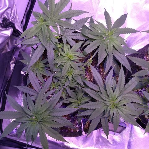 Mexicana 1 growlog timeline photo