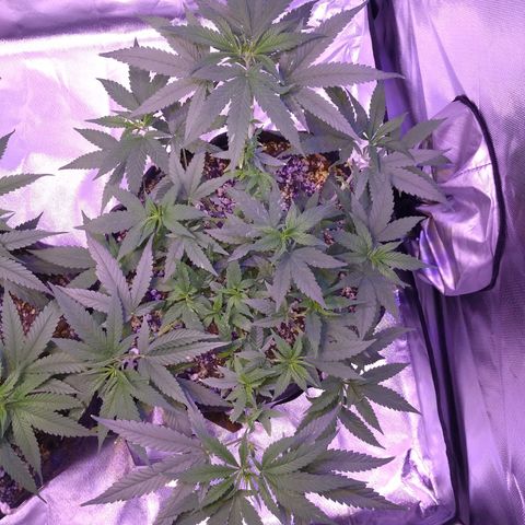 Merengue growlog timeline photo