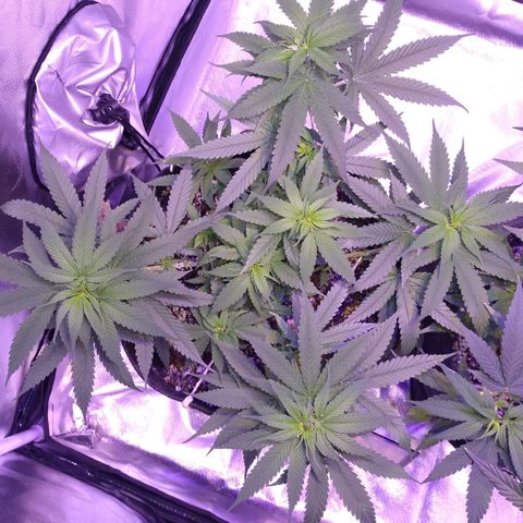 Mexicana 1 growlog timeline photo