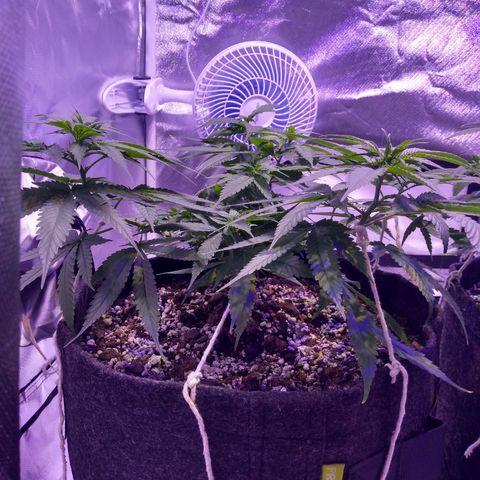 Mexicana 1 growlog timeline photo