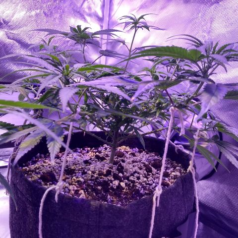 Merengue growlog timeline photo