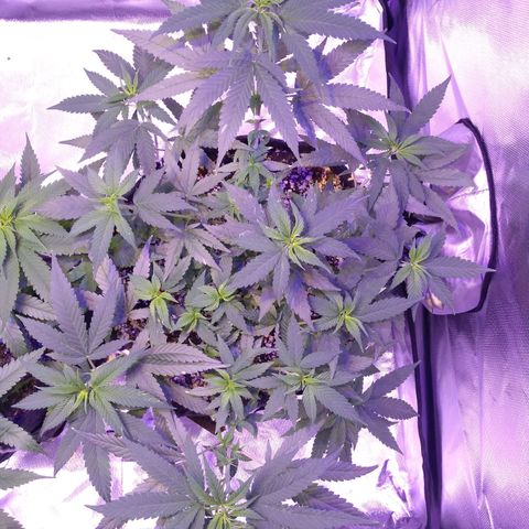 Merengue growlog timeline photo