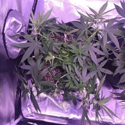 Mexicana 1 growlog photo: ajustes lst