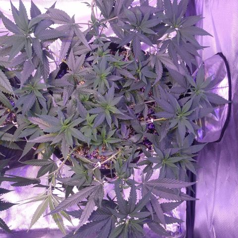 Merengue growlog photo: ajustes lst