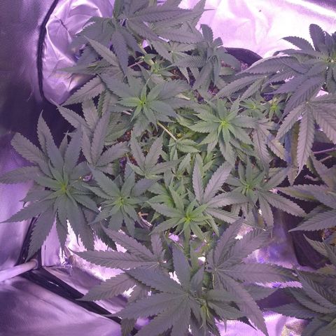 Mexicana 1 growlog timeline photo